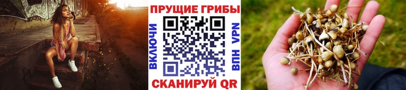 Галлюциногенные грибы Psilocybine cubensis Калач